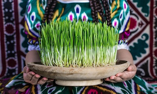 آموزش سبز کردن انواع سبزه عید با نکات مهم 